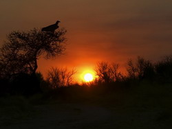 Охота в Намибии