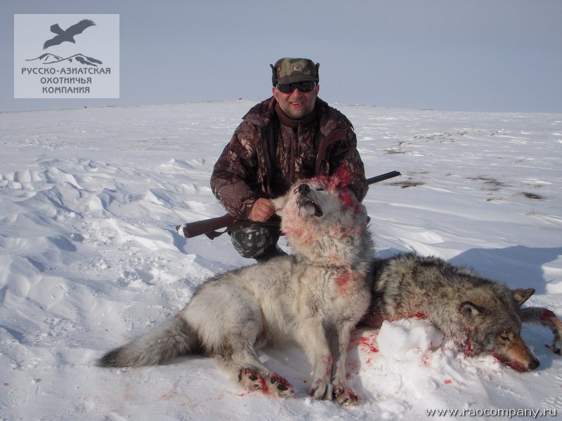 охота на волка кыргызстане