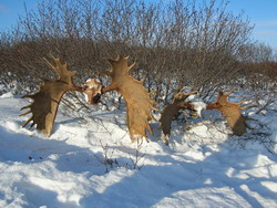 Охота на лося на Камчатке