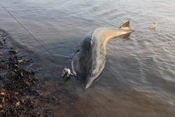 Рыбалка на калугу в Хабаровском крае