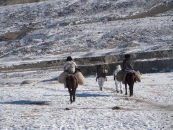 Marco Polo hunt in Pamir