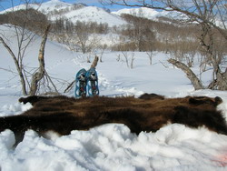 Bear hunting in Kamchatka