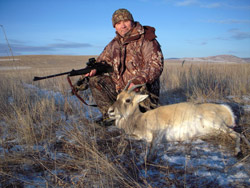 Охота на волка и белохвостую газель