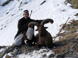 Охота на дагестанского тура в Осетии