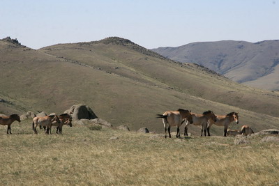 Тур по Монголии