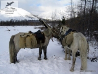 Лошадки в Якутии