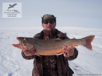 Рыбалка на арктического гольца на Таймыре
