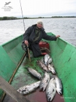 Рыбалка на кижуча на Камчатке