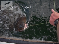 Рыбалка на палтуса на Аляске