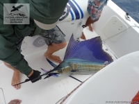 Рыбалка на парусника (Sailfish) на Сейшелах