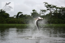 Рыбалка на тарпона в Коста-Рике