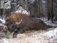 Охота на зубра в Белоруссии