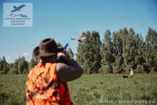 Охота на фазана в России