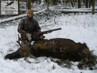 Охота на лося в Тверской области