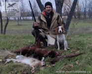 Охота с русским спаниелем в Ростовской области