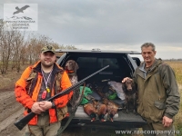 Охота на фазана с подружейными собаками в Ростовской области