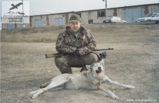 Охота на волка в Астраханской области