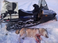 Охота на волка в Саратовской области