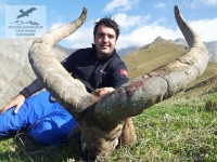 Охота на дагестанского тура в Азербайджане