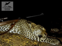 Охота на леопарда в Зимбабве