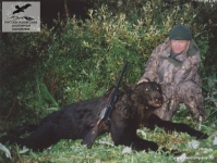 Охота на медведя в Новгороской области