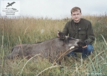 Охота на кабана в Калининградской области