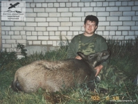 Охота на кабана в Новгородской области