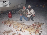 Охота на лис в Саратовской области