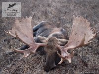 Охота на лося на Камчатке