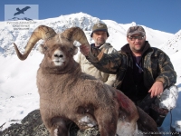 Охота на снежного барана на Камчатке