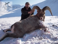 Охота на снежного барана на Камчатке