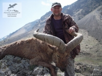 Охота на дагестанского тура в Северной Осетии