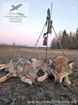 Охота на волка в Прибалтике