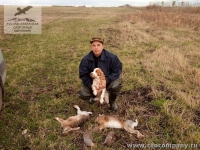 Охота на зайца и куропатку с русским спаниелем в Орловской области