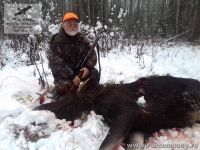 Охота на лося в Новгородской области