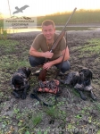 Охота с бретонскими эпаньолями в Орловской области