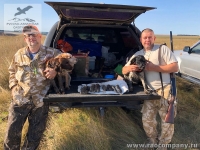 Охота на перепелку в Орловской области
