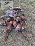 Охота на фазана и зайца в Ростовской области