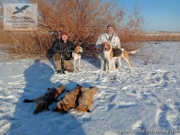 Охота с гончими на лису в Саратовской области