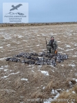 Охота на гуся в Исландии