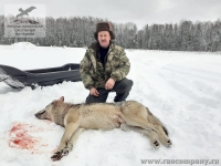Охота на волка в Тверской области