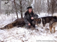 Охота на копытных с лайками во Владимирской области
