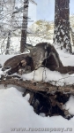 Охота на кабаргу в горах Южной Сибири