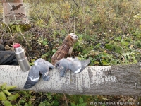 Охота на голубя с русским спаниелем