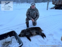 Охота на кабана в Новгородской области