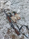 Весенние селезни