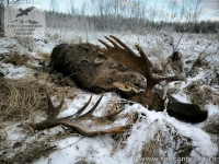 Охота на лося в Прибалтике