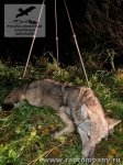 Охота на волка в Прибилтике