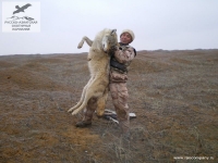 Охота на волка в Калмыкии
