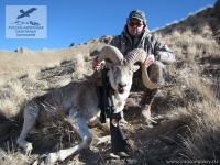 Охота на барана Марко Поло в Киргизии